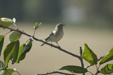 greenfinch