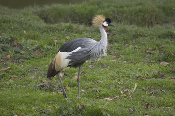 secretary bird