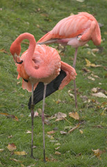 flamingo's