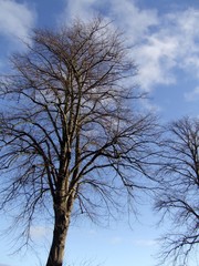 winter trees