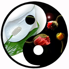 yin-yang 2