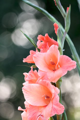 gladioluses