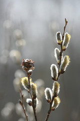 salix caprea