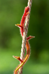 red stalk