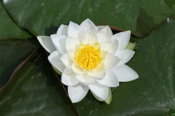 white lilly