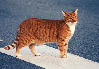 chat
