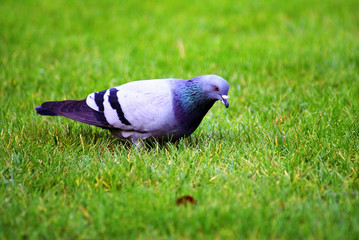 pigeon