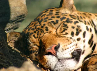 Abwaschbare Fototapete Panther Jaguar Gesicht
