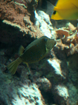 kofferfisch