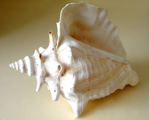 shell