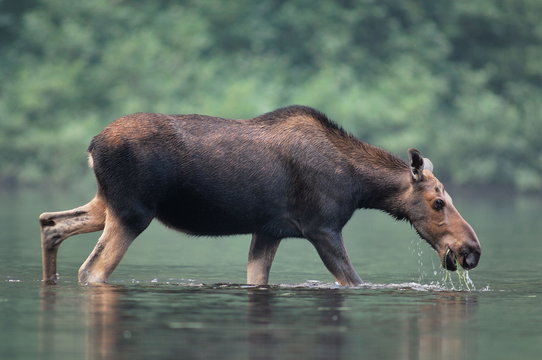 Moose (alces Alces), Wyoming