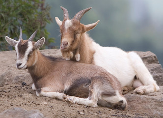 ziegen