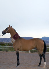 turkmen national horse of akhal-teke breed