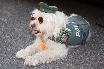polizeihund