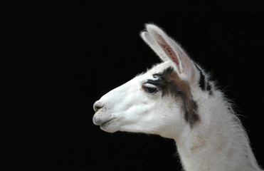 lama © Marty Kropp