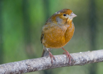 vogel