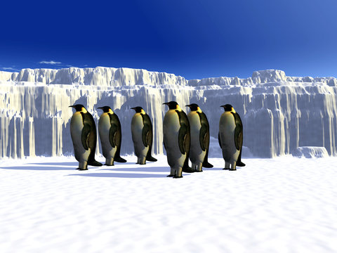 penguins 5