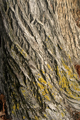 tree bark background