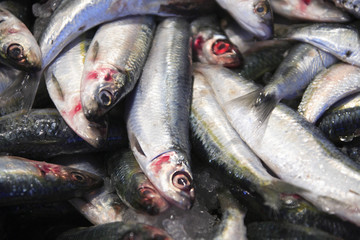 fresh fish at the market (antalya, turkey)