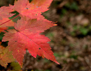 red maple leaves