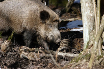 young wild boar with mother