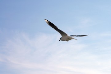 gull is headed to a new horizon - blue sky backgro