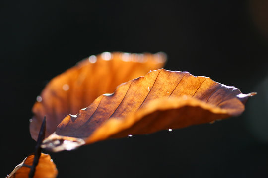 buchenblatt im herbstlicht
