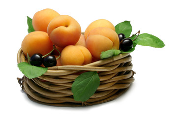 basket of apricots
