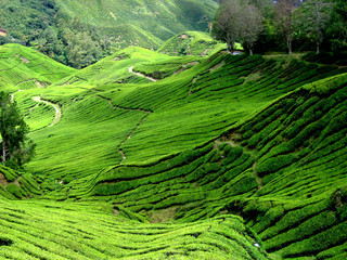 tea plantation, malaysia