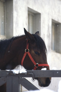 cavallo con nevicata