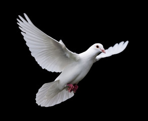 white dove in flight 7 - obrazy, fototapety, plakaty