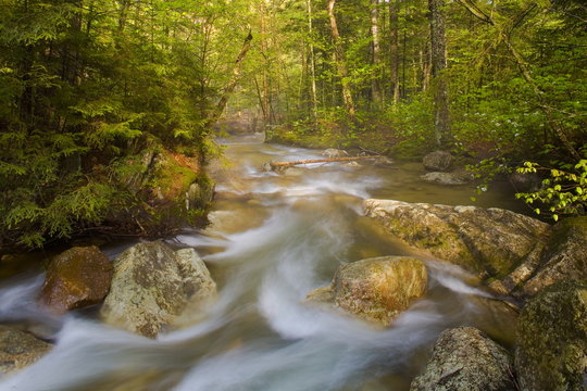 Along The Saddle Brook Trail