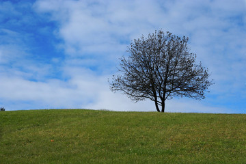 Fototapeta na wymiar lonely tree on the hill