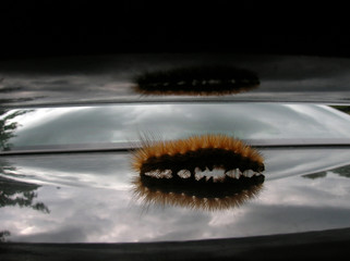 caterpillar silhouette