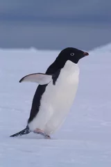 Foto op Plexiglas adelie penguin © antoine perroud