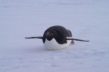 adelie penguin
