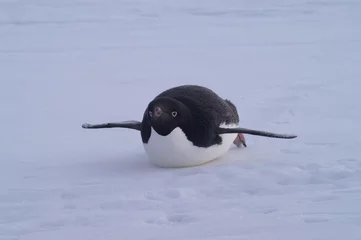 Photo sur Plexiglas Pingouin pingouin Adélie
