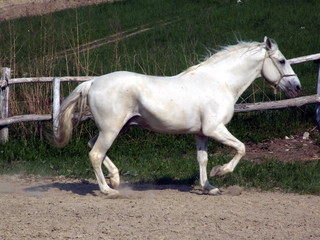 white horse