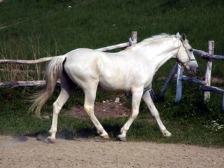 Naklejka na ściany i meble white horse