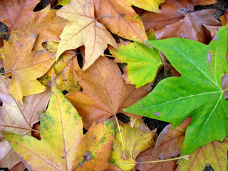 autum leaves