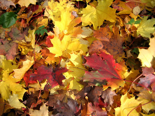 autumn