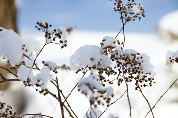 snowflakes and branches