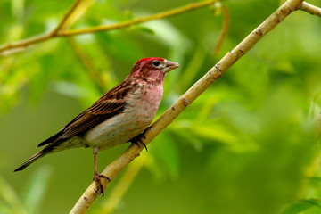 purple finch