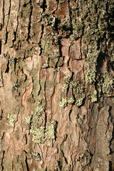 tree bark background.