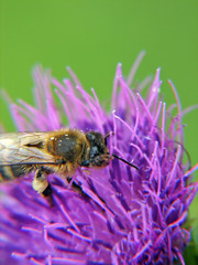 bee