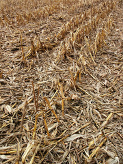 corn field afer harvest