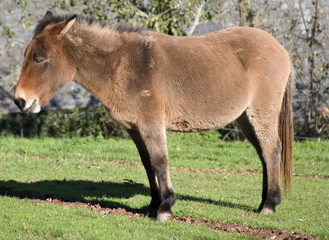 Obraz premium donkey clovelly village devon