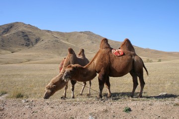 camels in the steps of mongolia