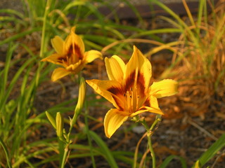 golden flowers