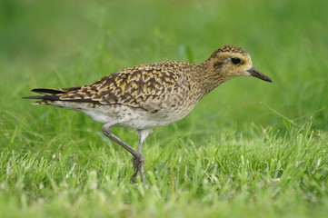 pacific golden-plover